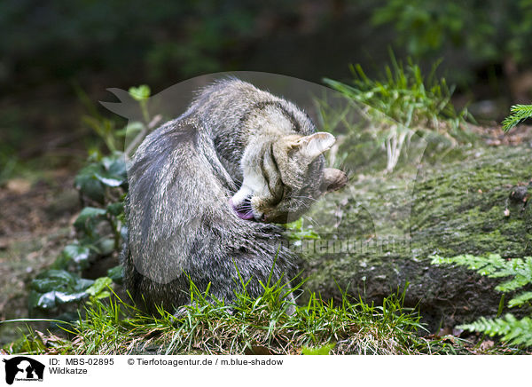 Wildkatze / wildcat / MBS-02895