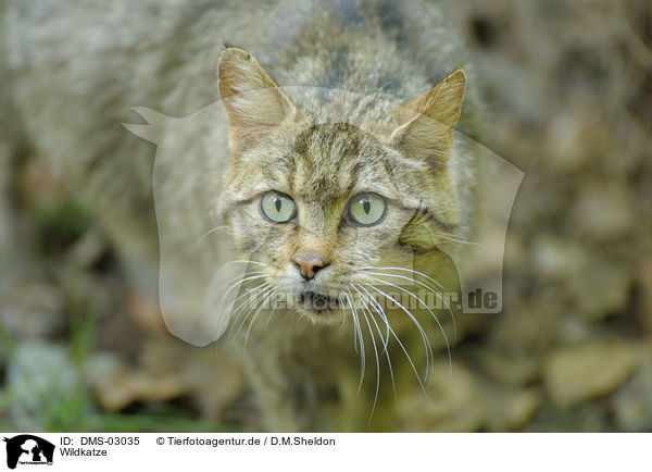 Wildkatze / DMS-03035