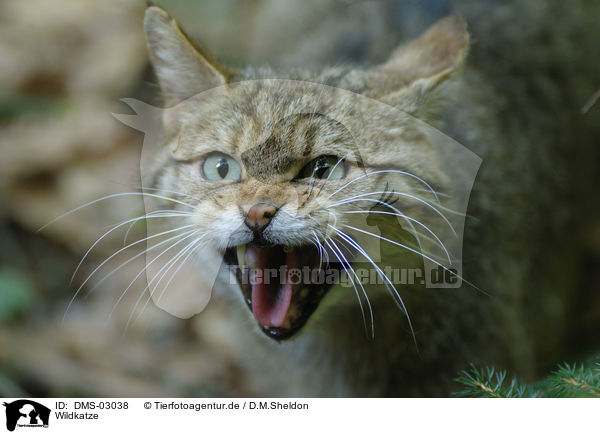 Wildkatze / wildcat / DMS-03038