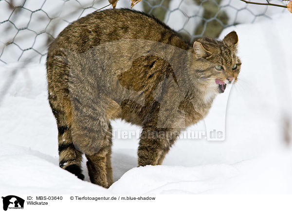 Wildkatze / wild cat / MBS-03640