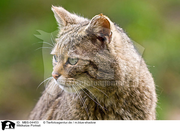Wildkatze Portrait / wildcat portrait / MBS-04453