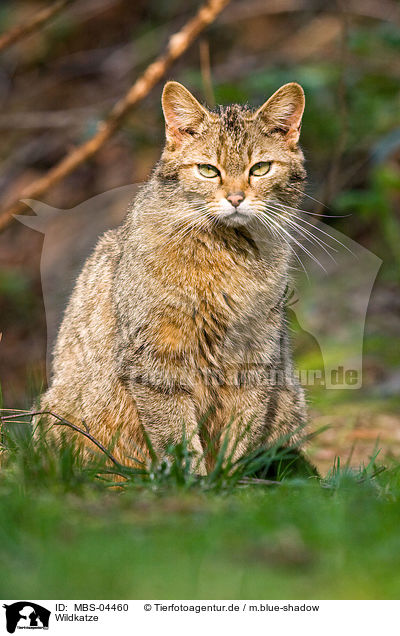 Wildkatze / wildcat / MBS-04460