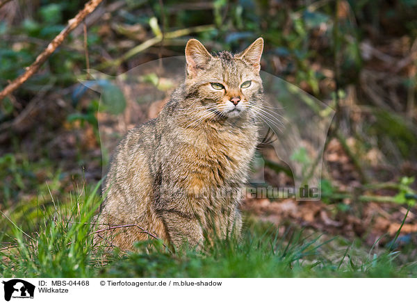 Wildkatze / MBS-04468
