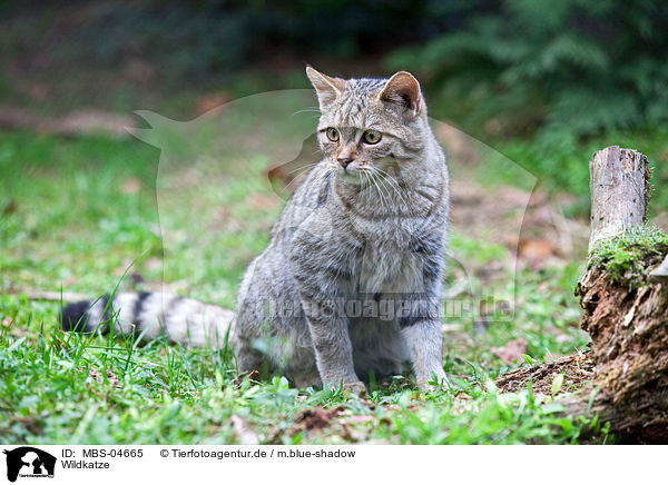 Wildkatze / MBS-04665