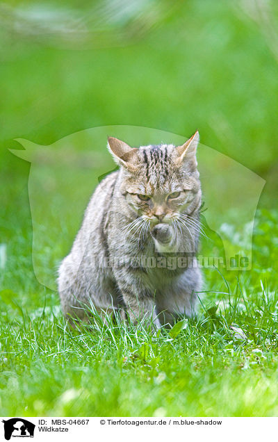 Wildkatze / wildcat / MBS-04667