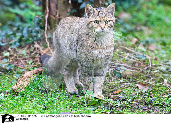 Wildkatze / MBS-04675
