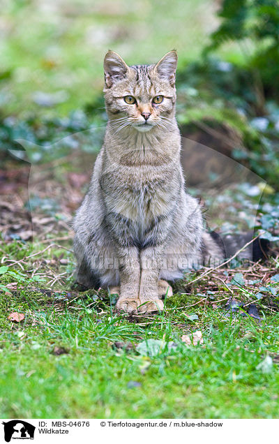 Wildkatze / wildcat / MBS-04676