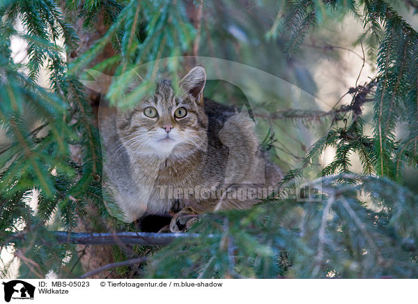 Wildkatze / MBS-05023