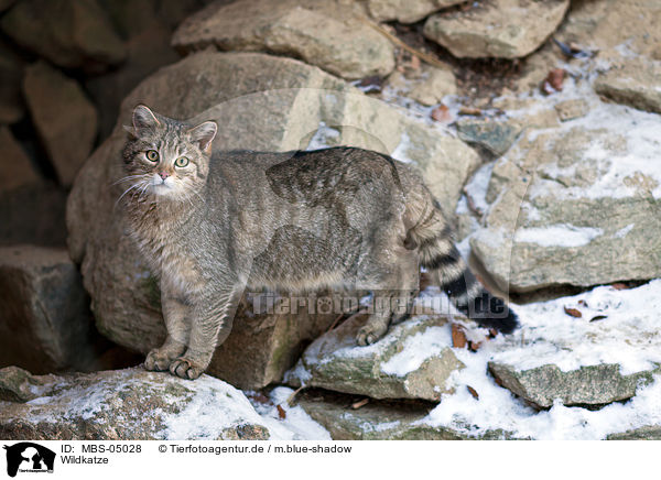 Wildkatze / MBS-05028