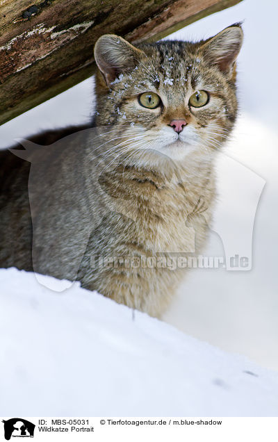 Wildkatze Portrait / wildcat portrait / MBS-05031