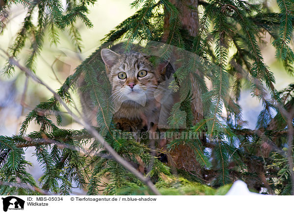 Wildkatze / wildcat / MBS-05034