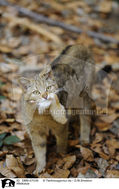 Wildkatze / DMS-07036