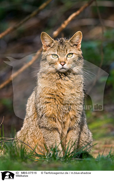 Wildkatze / MBS-07516