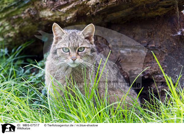 Wildkatze / MBS-07517