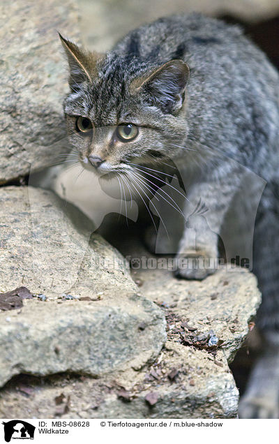 Wildkatze / MBS-08628