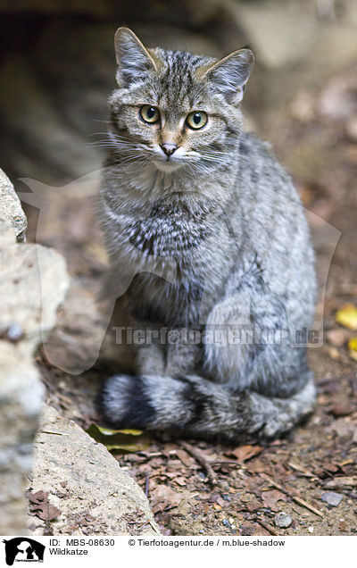 Wildkatze / MBS-08630