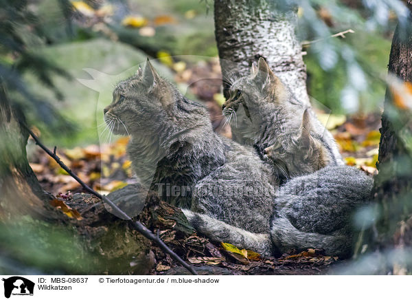 Wildkatzen / MBS-08637