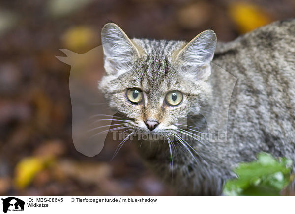 Wildkatze / wildcat / MBS-08645