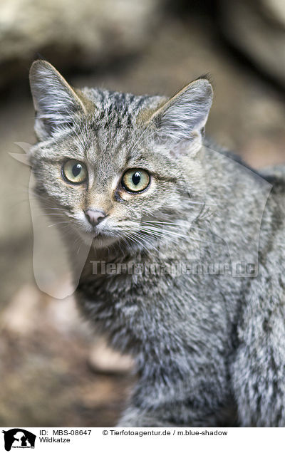 Wildkatze / MBS-08647