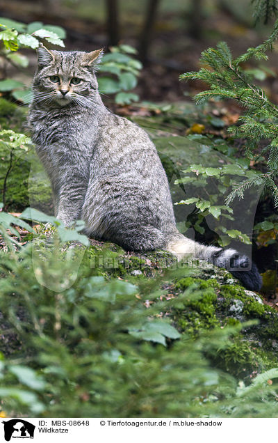 Wildkatze / MBS-08648