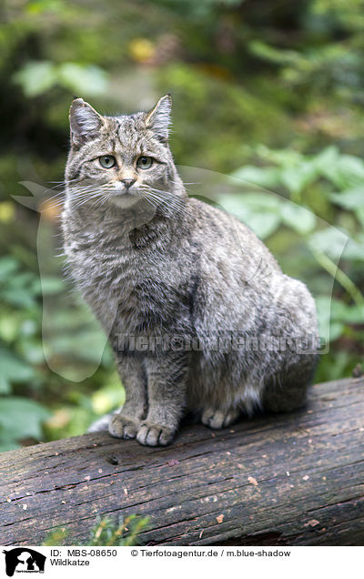 Wildkatze / wildcat / MBS-08650