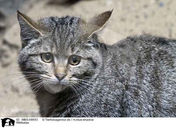 Wildkatze / MBS-08653