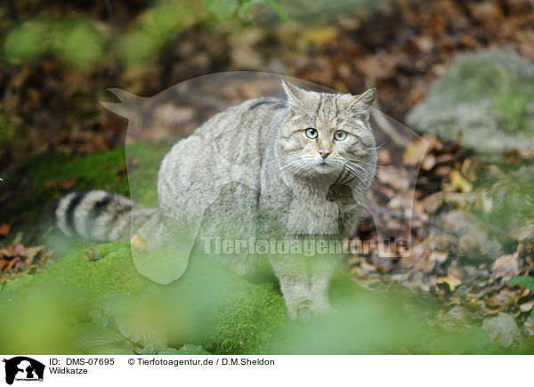Wildkatze / wildcat / DMS-07695