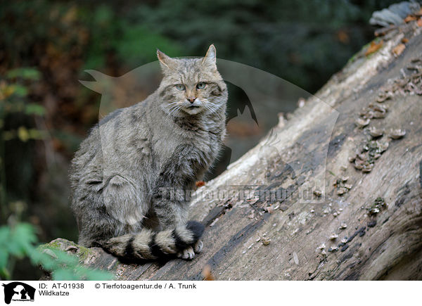 Wildkatze / wildcat / AT-01938