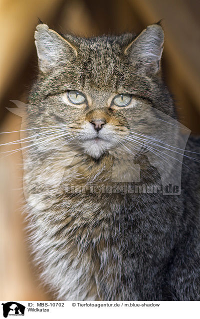 Wildkatze / wildcat / MBS-10702