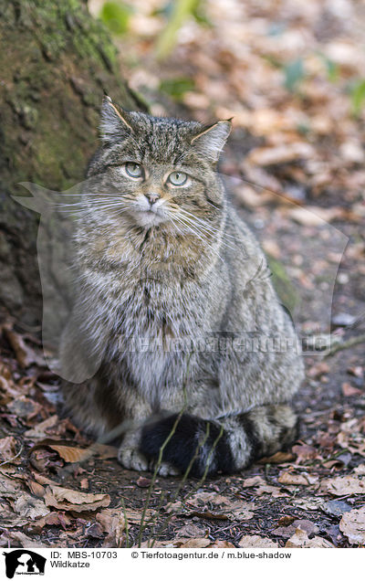 Wildkatze / MBS-10703