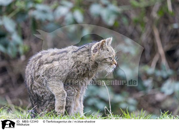 Wildkatze / wildcat / MBS-12340