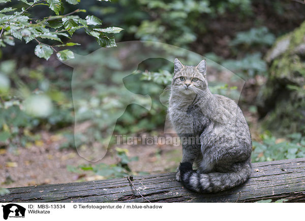 Wildkatze / MBS-13534