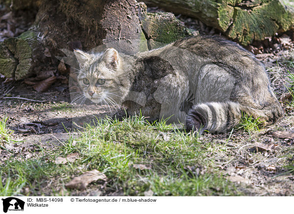 Wildkatze / MBS-14098