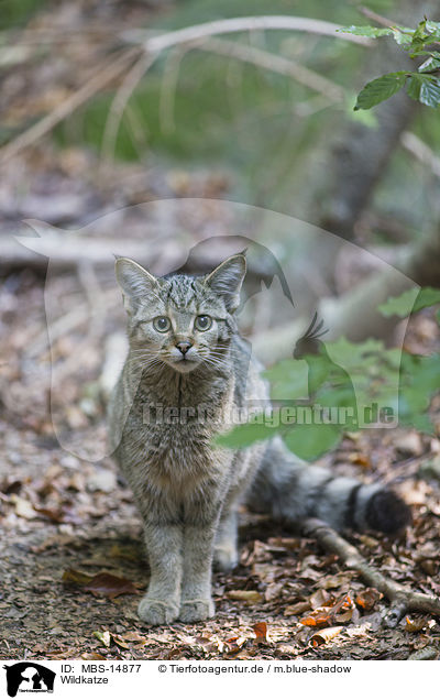Wildkatze / MBS-14877