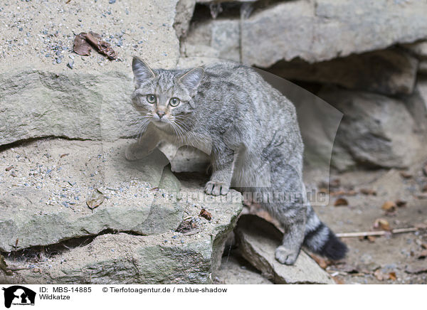 Wildkatze / MBS-14885