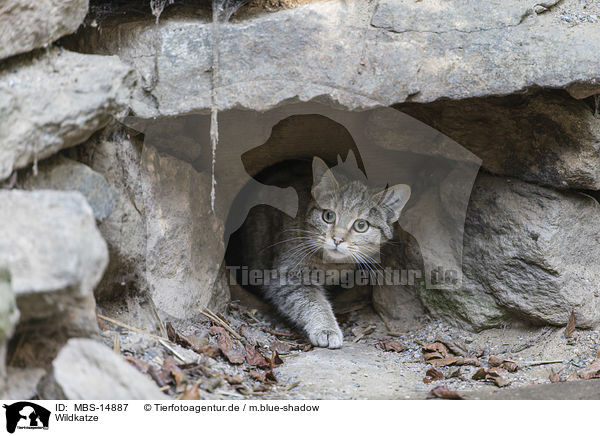 Wildkatze / MBS-14887