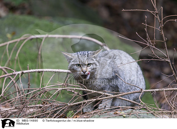 Wildkatze / MBS-14890