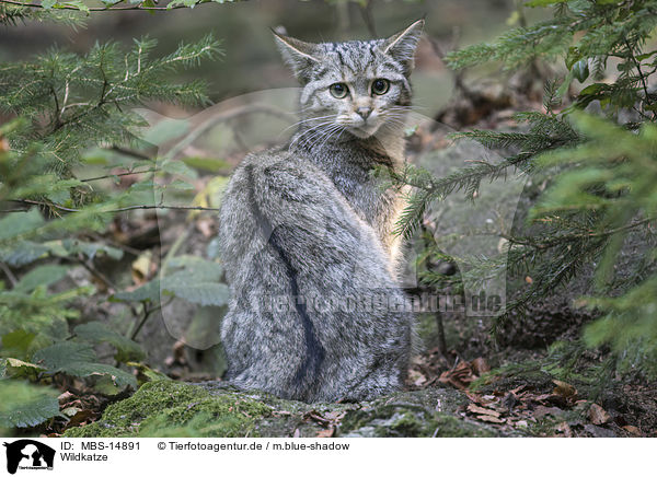 Wildkatze / MBS-14891