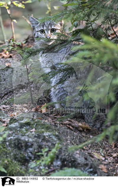 Wildkatze / MBS-14892
