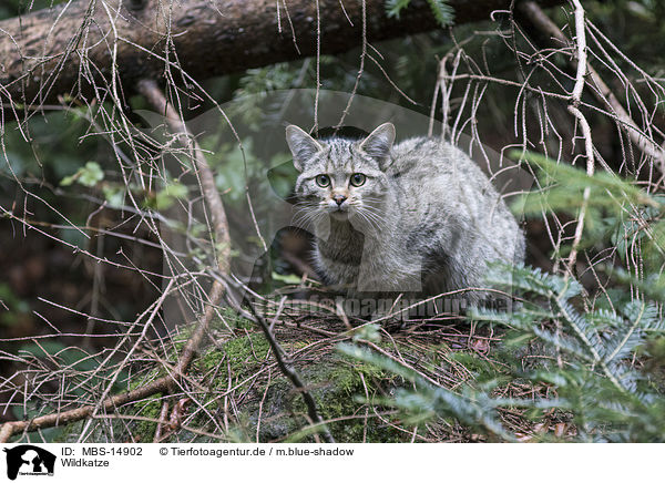 Wildkatze / MBS-14902