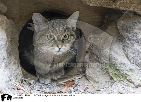 Wildkatze / MBS-14904