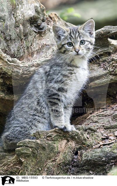 Wildkatze / wildcat / MBS-15593