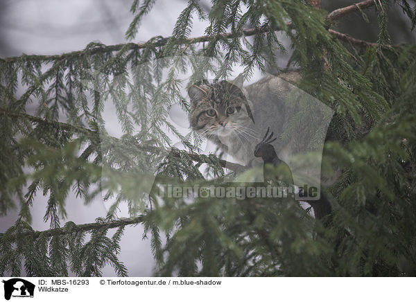 Wildkatze / wildcat / MBS-16293
