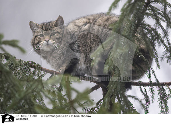 Wildkatze / wildcat / MBS-16299