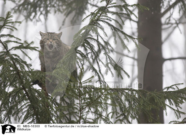 Wildkatze / wildcat / MBS-16300