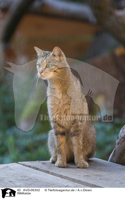 Wildkatze / AVD-06302