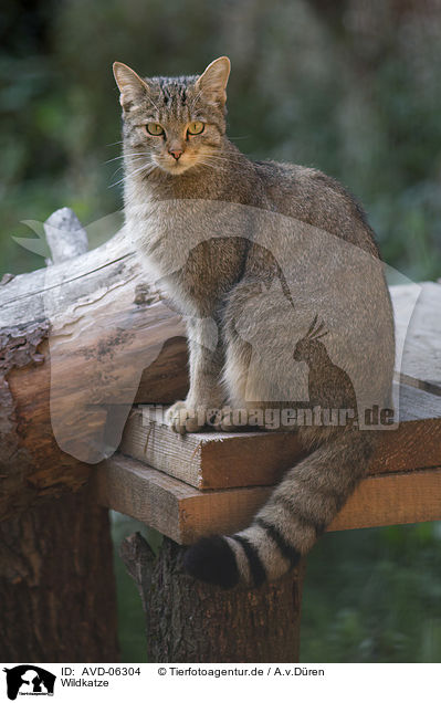 Wildkatze / AVD-06304