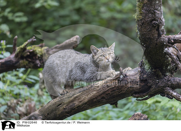 Wildkatze / wildcat / PW-02646