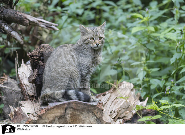Wildkatze / PW-02658