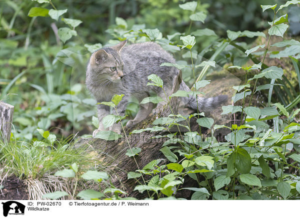 Wildkatze / wildcat / PW-02670